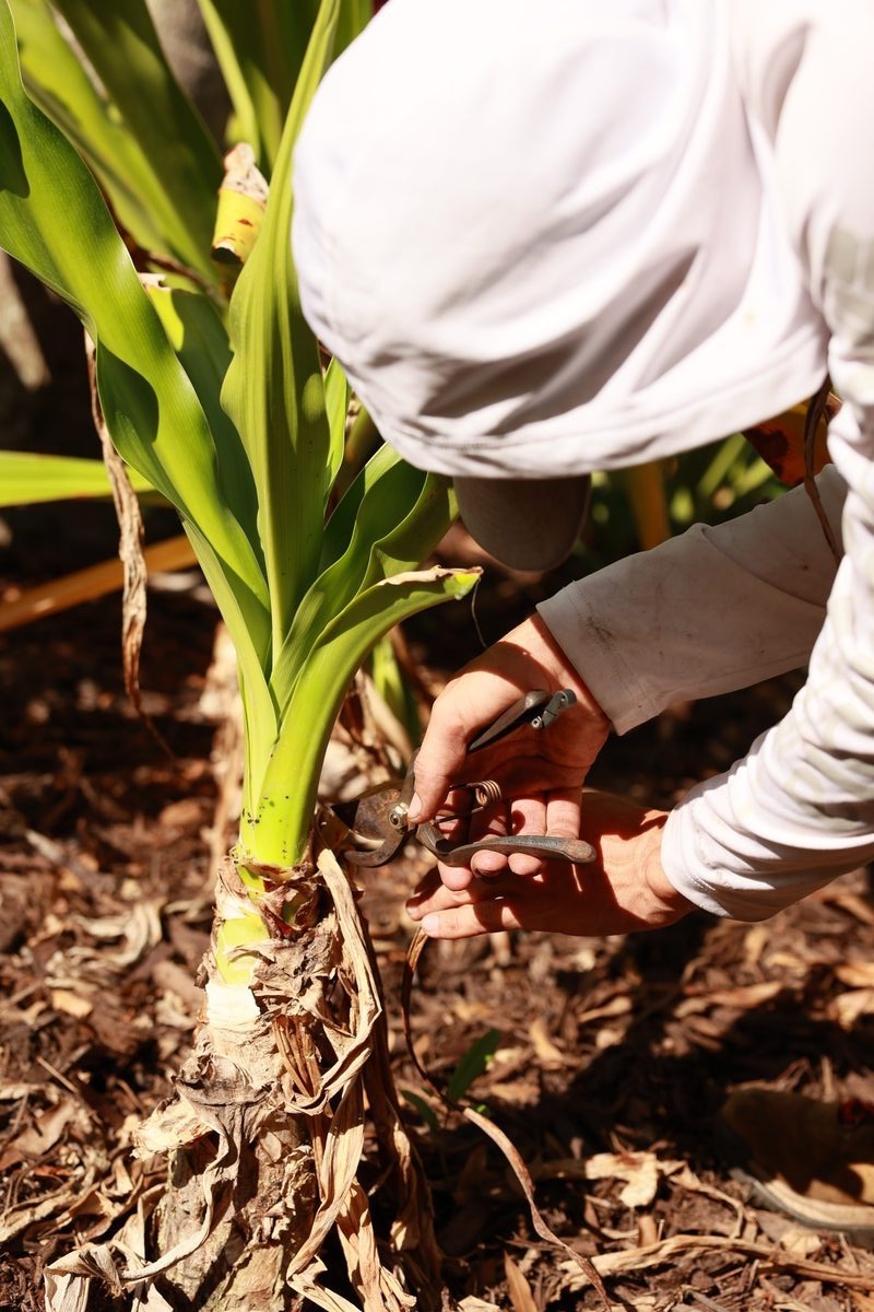 Hands tending a tropical plant