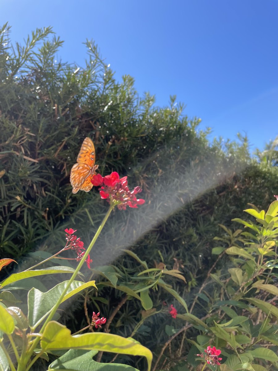 Butterfly on a flowering jatropha