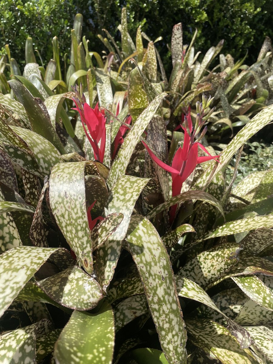 Bromeliad foliage in natural light